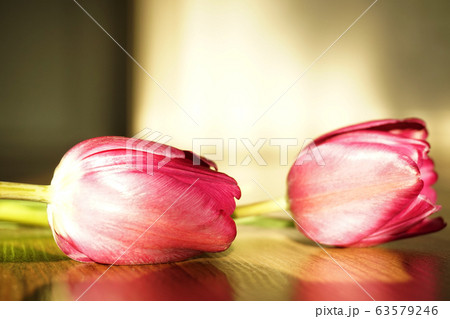 チューリップ 花 植物 63579246