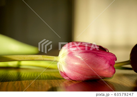 チューリップ 花 植物 63579247