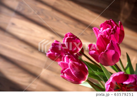チューリップ 花 植物 63579251