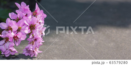 Pink flower over concrete. Pink flower over concrete. 63579280