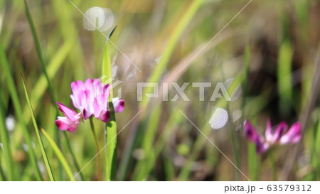 レンゲの花の写真素材