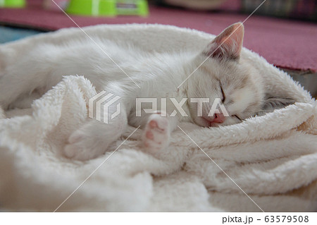 猫、仔猫、こねこ、猫の家族 63579508