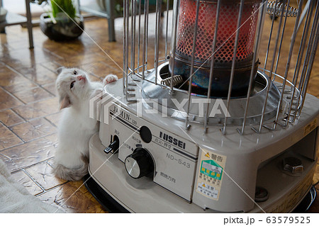 猫、仔猫、こねこ、猫の家族 猫、仔猫、こねこ、猫の家族 63579525
