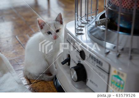 猫、仔猫、こねこ、猫の家族 猫、仔猫、こねこ、猫の家族 63579526