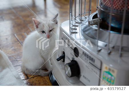 猫、仔猫、こねこ、猫の家族 猫、仔猫、こねこ、猫の家族 63579527