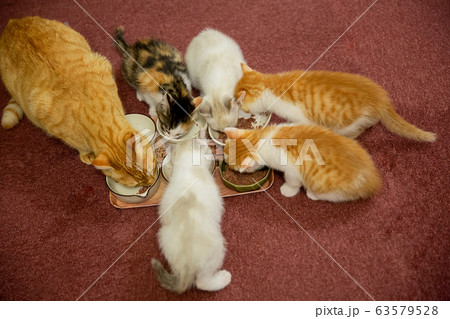 猫、仔猫、こねこ、猫の家族 63579528
