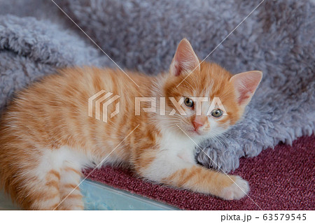 猫、仔猫、こねこ、猫の家族 63579545