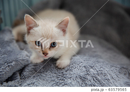 猫、仔猫、こねこ、猫の家族 63579565