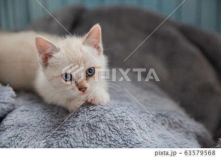 猫、仔猫、こねこ、猫の家族 63579568