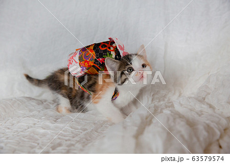 猫、仔猫、こねこ、猫の家族 63579574