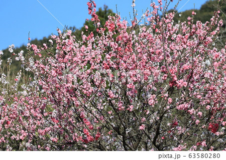 ハナモモと青空 63580280