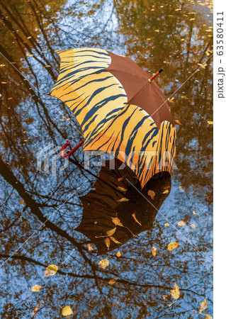 Vivid open bright umbrella in puddle with yellow fallen leaves in the old park. Fall, walking, mood, nostalgia concepts Vivid open bright umbrella in puddle with yellow fallen leaves in the old park. Fall, walking, mood, nostalgia concepts 63580411