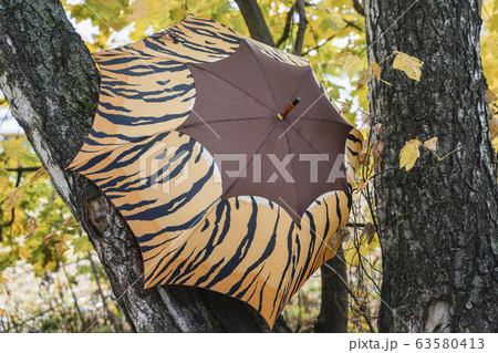 Open bright umbrella on tree branches in the park, autumn landscape, fallen leaves, bright colorful leaves. Healthy lifestyle, outdoor activities. Open bright umbrella on tree branches in the park, autumn landscape, fallen leaves, bright colorful leaves. Healthy lifestyle, outdoor activities. 63580413