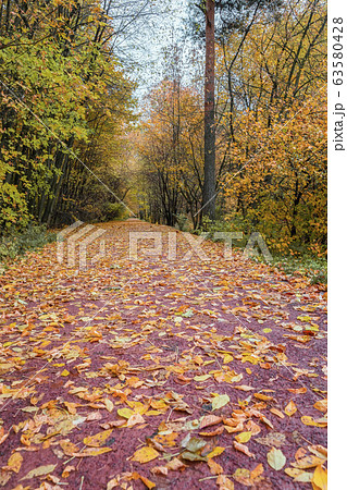 Forest Path With Many Fallen Leaves Fall の写真素材