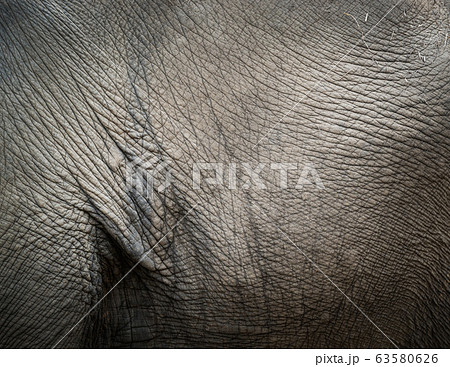 Elephant skin texture Elephant skin texture 63580626
