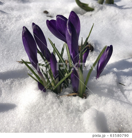 Spring crocus flowering from the snow Spring crocus flowering from the snow 63580790