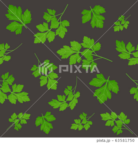 Fresh green parsley leaves on dark background. Fresh green parsley leaves on dark background. 63581750