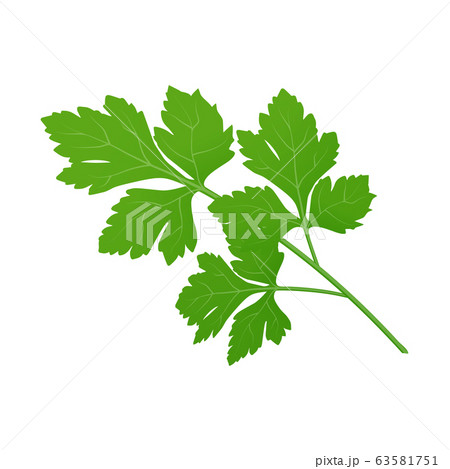 Fresh green parsley leaves on white background. Fresh green parsley leaves on white background. 63581751