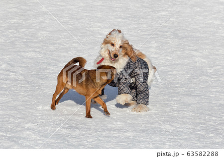 Cute petit brabancon puppy, english cocker spaniel Cute petit brabancon puppy, english cocker spaniel 63582288