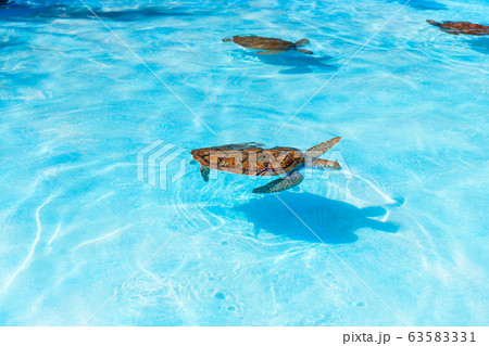 Sea turtles looking from the water in the reserve 63583331