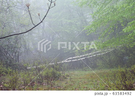 A Foggy Shot of a Fallen Tree on a Path A Foggy Shot of a Fallen Tree on a Path 63583492