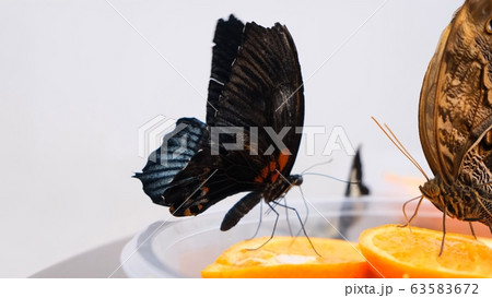 black and brown butterflies drinks nectar on citrus fruits. Butterfly on oranges. close-up. black and brown butterflies drinks nectar on citrus fruits. Butterfly on oranges. close-up. 63583672
