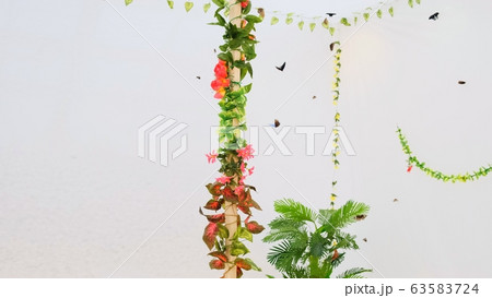Butterflies fly in an artificial garden on a white background. Copy space Butterflies fly in an artificial garden on a white background. Copy space 63583724