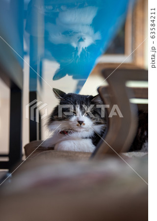 反射する猫 63584211