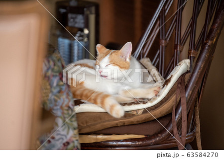 籐の椅子の上で毛繕いをする茶トラ白の猫 籐の椅子の上で毛繕いをする茶トラ白の猫 63584270