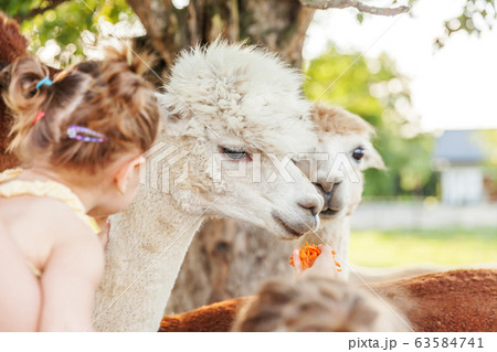 Cute alpaca with funny face relaxing on ranch in 63584741