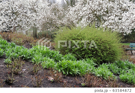 Magnolia Lebner in spring during flowering 63584872