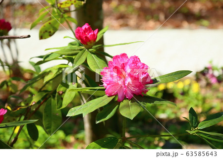 セイヨウシャクナゲの花 63585643