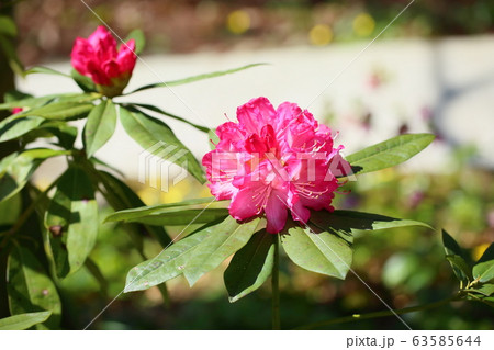 セイヨウシャクナゲの花 63585644