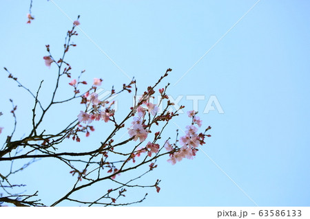 桜の花　エドヒガン 63586133
