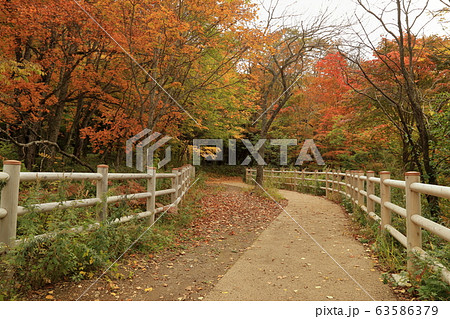 [定額] 阿寒湖 ボッケ自然探勝路 ( 北海道 釧路市 阿寒町 ) 63586379