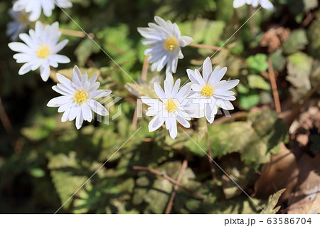 ユキワリイチゲの花 63586704