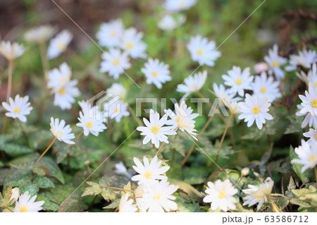 ユキワリイチゲの花 63586712
