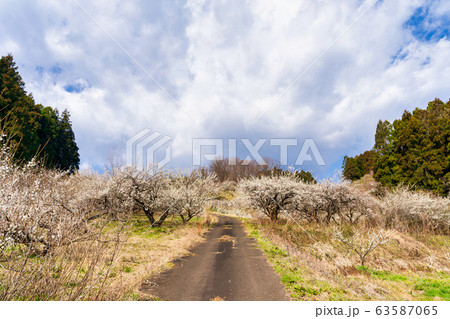 堤梅団地の梅の花 宮城大河原 堤梅団地の梅の花 宮城大河原 63587065