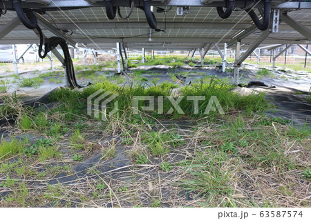 防草対策の失敗事例 防草対策の失敗事例 63587574