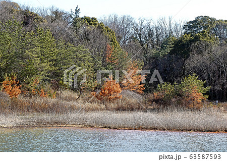 小幡緑地公園点景 63587593