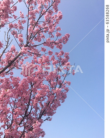 桜 63588268