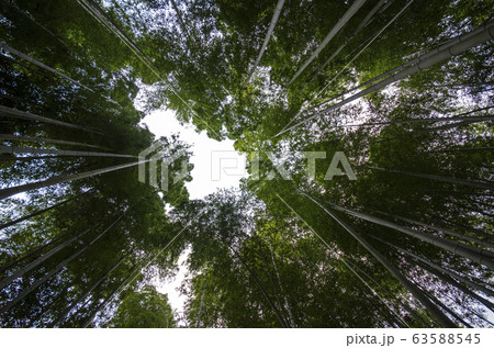Green leaf bamboo frame in forest Green leaf bamboo frame in forest 63588545