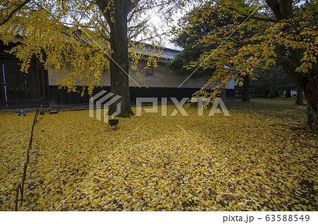 Yellow autumn ginko leave background Yellow autumn ginko leave background 63588549