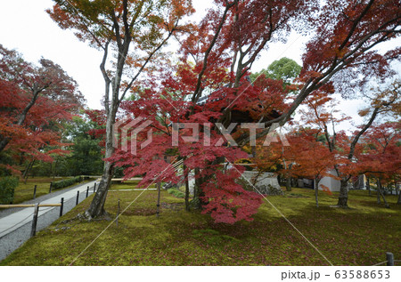 Autumn garden tree in Golden Pavilion Kinkakuji 63588653
