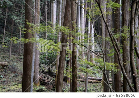 Beautiful green mystique pine forest Beautiful green mystique pine forest 63588656