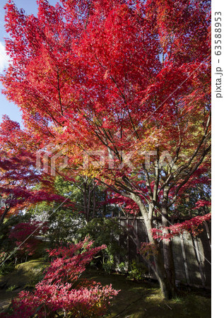 Koko-en Garden in autumn at Himeji, Hyogo Koko-en Garden in autumn at Himeji, Hyogo 63588953