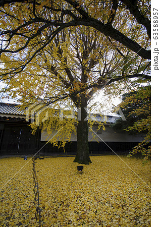 Yellow autumn ginko leave background Yellow autumn ginko leave background 63588957