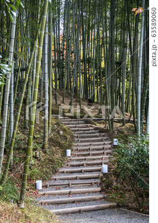 Bamboo grove in autumn of Kodaiji Temple gardens. Bamboo grove in autumn of Kodaiji Temple gardens. 63589060