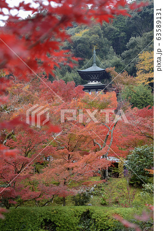 Colorful fall color leaves in Eikando Zenrinji 63589131