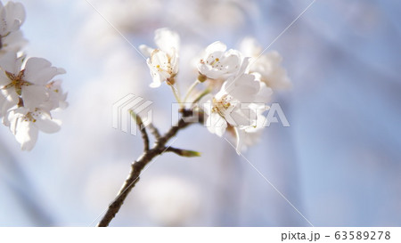 桜 63589278